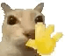 Cat wave